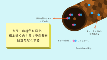 ミョウバンと毛髪構造