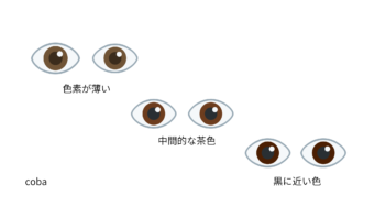 目の色