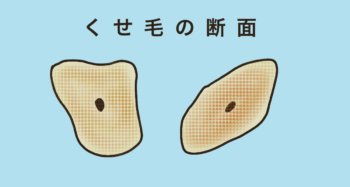 くせ毛の断面